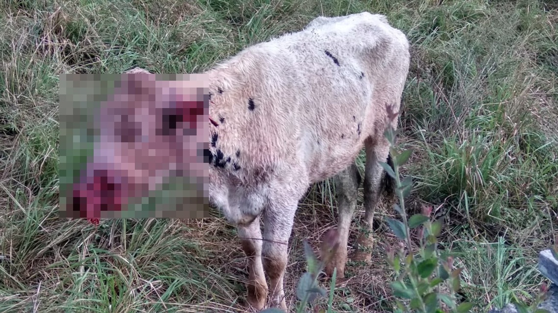 Ir para  <p><big>Animais n&atilde;o identificados atacaram&nbsp;um rebanho bovino na Linha Alda, interior de Viadutos. Vizinhos ouviram sons estranhos&nbsp;e mugidos&nbsp;durante a madrugada e avisaram o...